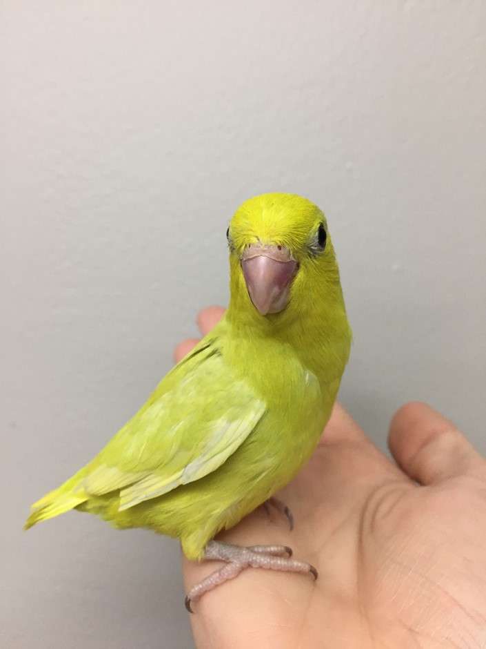 Parrotlets for Sale