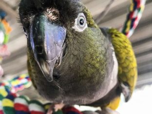 Patagonian Conure for Sale