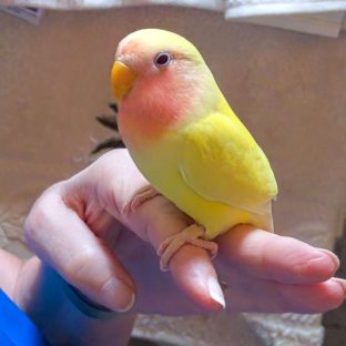 Peach Face Lovebirds for Sale