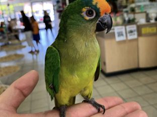 Peach Front Conure for Sale