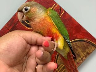Pineapple Green Cheek Conure for Sale