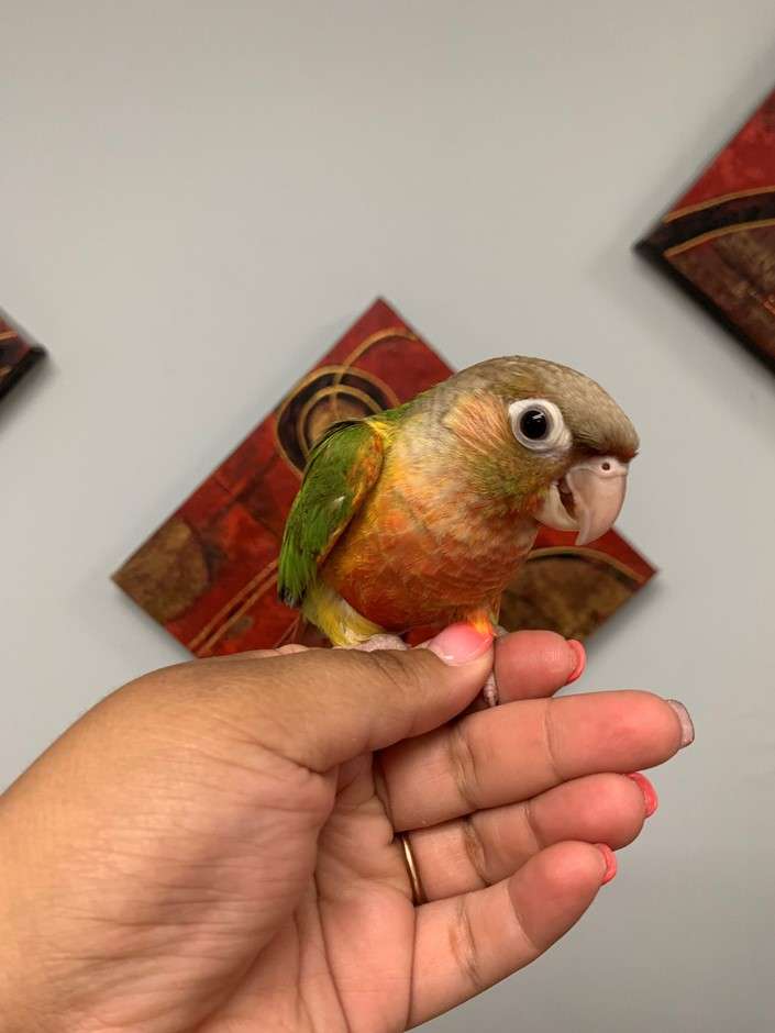 Pineapple Green Cheek Conure for Sale - Image 2