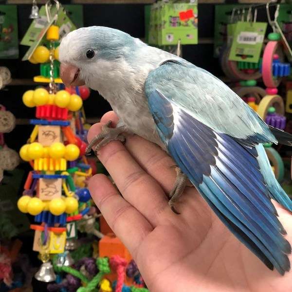 Caiques parrot breeding beginners guide