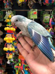 Breeding Parakeet