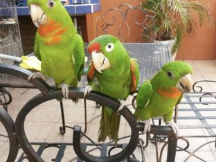 Red Fronted Conure for Sale