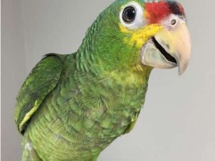 Red Lored Amazon Parrot for Sale