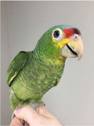 Red Lored Amazon Parrot for Sale