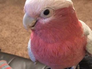 Rose Breasted Cockatoos for Sale