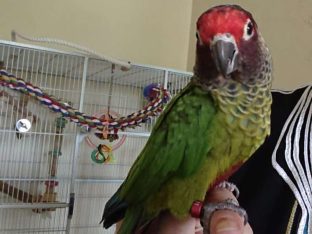 Roseifrons Conure for Sale