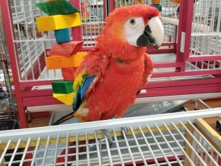 Scarlet Macaws for Sale