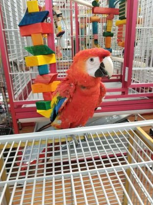 Scarlet Macaws for Sale