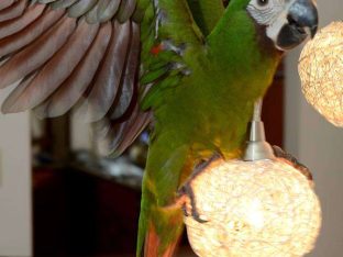 Severe Macaw for Sale
