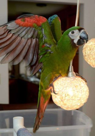 Severe Macaw for Sale