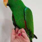Eclectus Parrots care guide