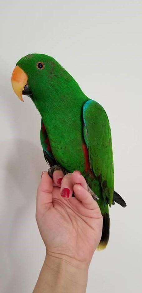 Solomon Island Eclectus For sale