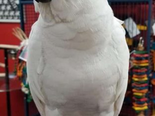 Sulpher Crested Cockatoo for Sale