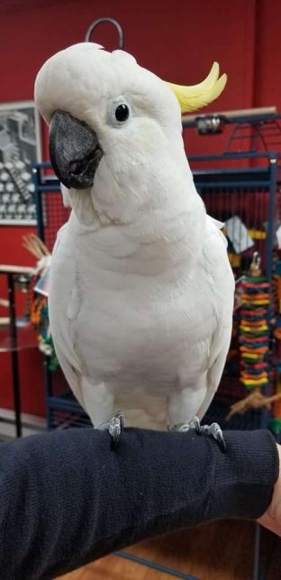 Sulpher Crested Cockatoo for Sale
