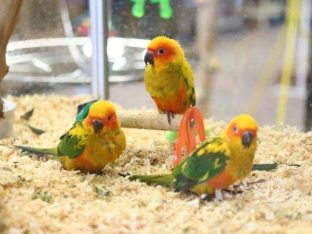 Sun Conures for Sale