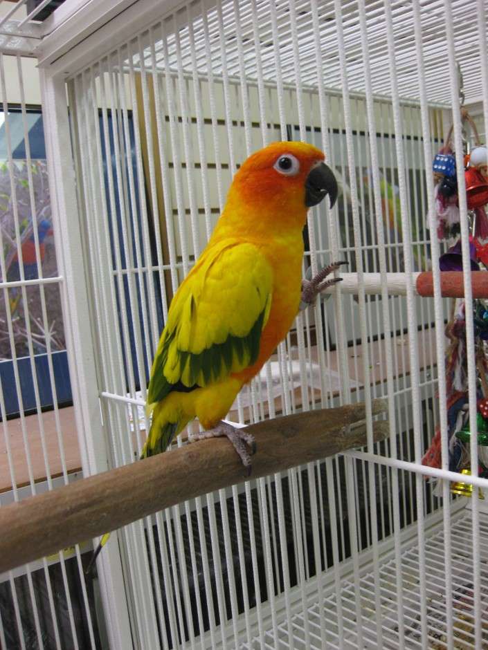 Sun Conures for Sale - Image 2