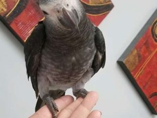 Timneh African Grey Parrots for Sale