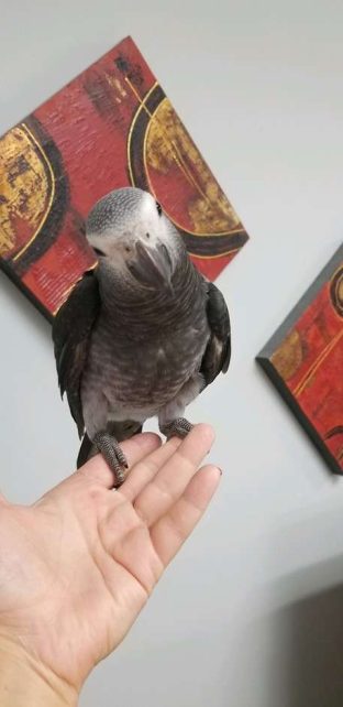 Timneh African Grey Parrots for Sale