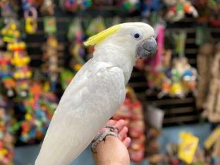 Triton Cockatoo for Sale