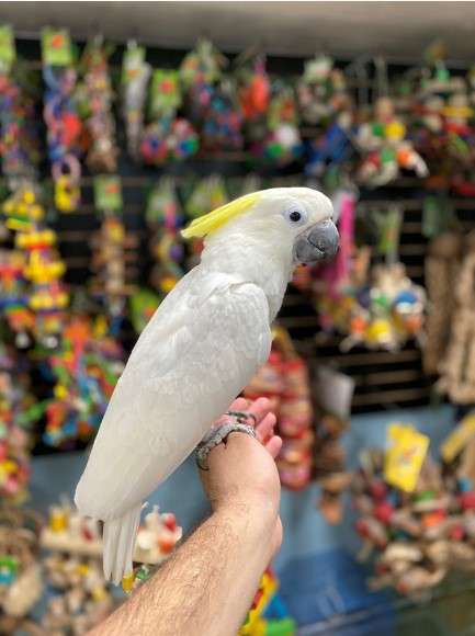 Triton Cockatoo for Sale