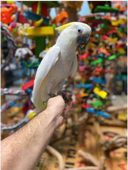 Triton Cockatoo for Sale - Image 2