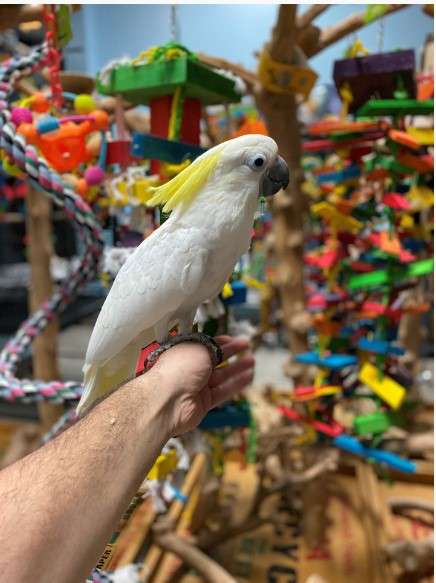 Triton Cockatoo for Sale - Image 3