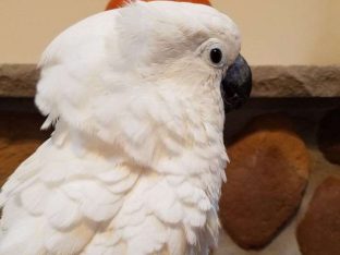 Umbrella Cockatoo for Sale