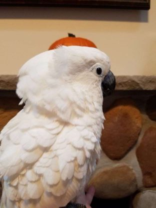 Umbrella Cockatoo for Sale