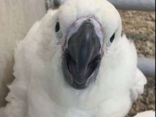 Umbrella Cockatoos for Sale