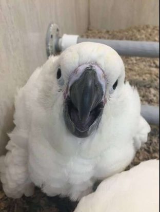 Umbrella Cockatoos for Sale