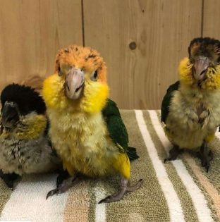 White Bellied Caiques for Sale