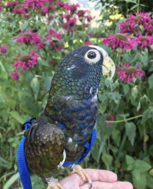 White Capped Pionus for Sale