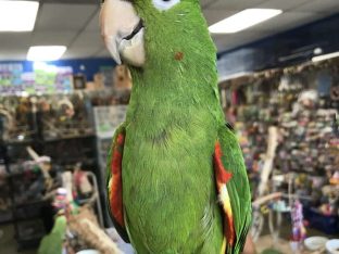 White Eyed Conure for Sale