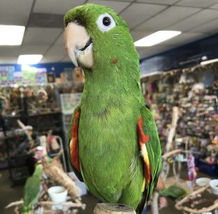 White Eyed Conure for Sale