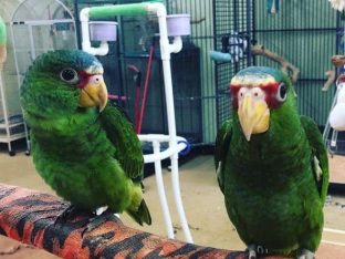 White Front Amazon Parrots for Sale