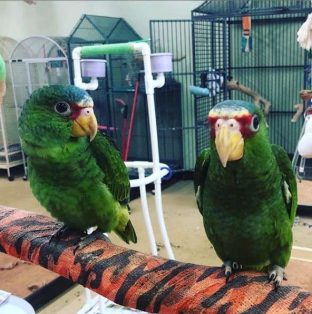 White Front Amazon Parrots for Sale