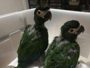Yellow Collar Macaws for Sale
