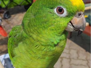 Yellow Crown Amazon Parrot for Sale