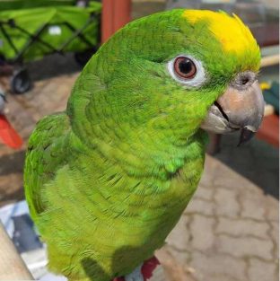 Yellow Crown Amazon Parrot for Sale