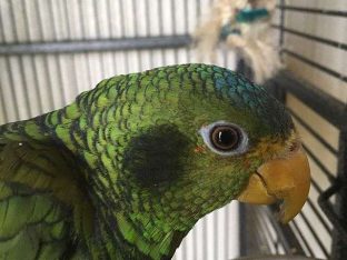 Yellow Lored Amazon Parrot for Sale