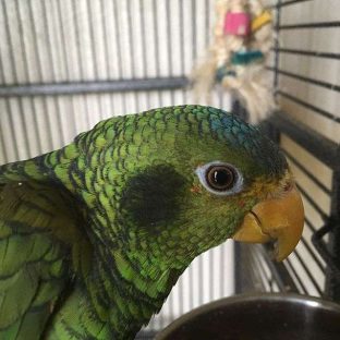 Yellow Lored Amazon Parrot for Sale