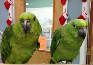 Yellow Shoulder Amazon Parrot for Sale
