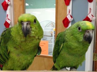 Yellow Shoulder Amazon Parrot for Sale