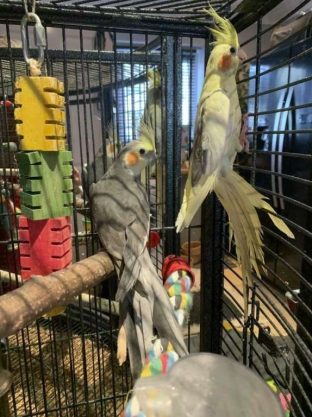 Cockatiels for sale