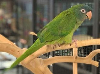 parrots for sale online