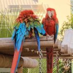 Catalina Macaw Care Guide