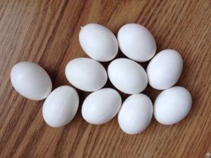 How to hatch parrots eggs at home